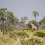 Botswana landscape southern Africa
