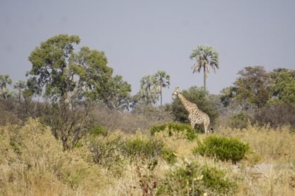 Botswana landscape southern Africa