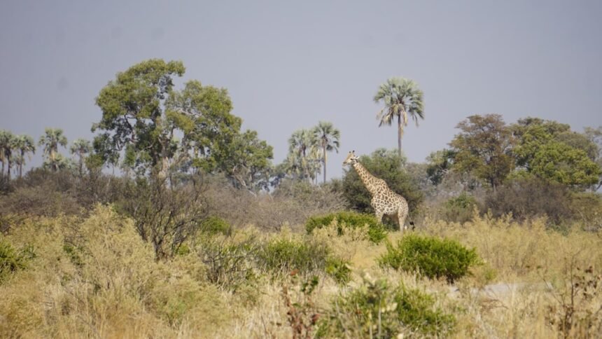 Botswana landscape southern Africa