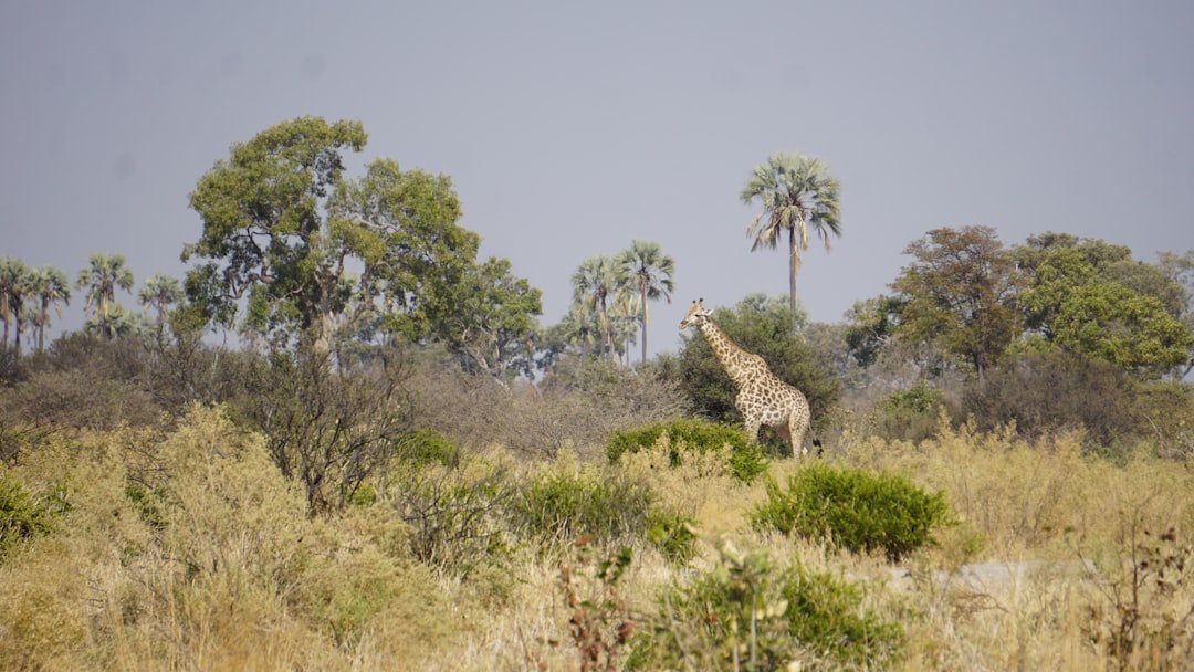 Botswana landscape southern Africa