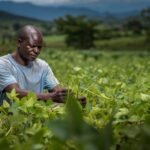 Tobacco farmers harvesting crops in Africa