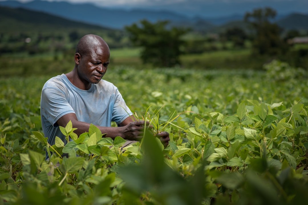 Tobacco farmers harvesting crops in Africa