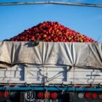 Truck loaded with fresh tomatoes under blue sky