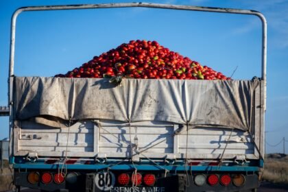 Truck loaded with fresh tomatoes under blue sky