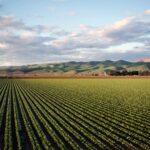 Morocco North Africa agriculture farmland crops green fields rural landscape