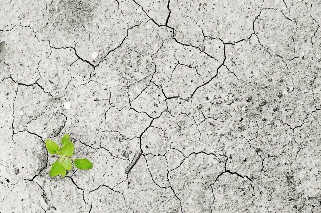 climate change, nature, climate, drought, dryness, dry period, lack of water, water, no, plant, green, life, vital force, environment, environmental pollution, earth, dry, sprout, empty, erosion, floor, soil erosion, soil destruction, monocultures, damage, hunger, famine, food shortage