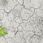 climate change, nature, climate, drought, dryness, dry period, lack of water, water, no, plant, green, life, vital force, environment, environmental pollution, earth, dry, sprout, empty, erosion, floor, soil erosion, soil destruction, monocultures, damage, hunger, famine, food shortage