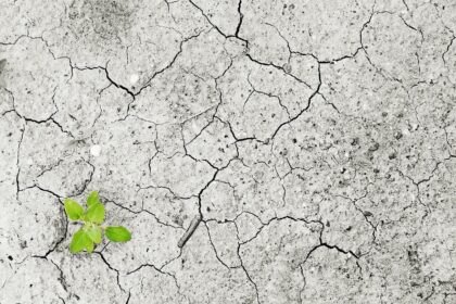 climate change, nature, climate, drought, dryness, dry period, lack of water, water, no, plant, green, life, vital force, environment, environmental pollution, earth, dry, sprout, empty, erosion, floor, soil erosion, soil destruction, monocultures, damage, hunger, famine, food shortage