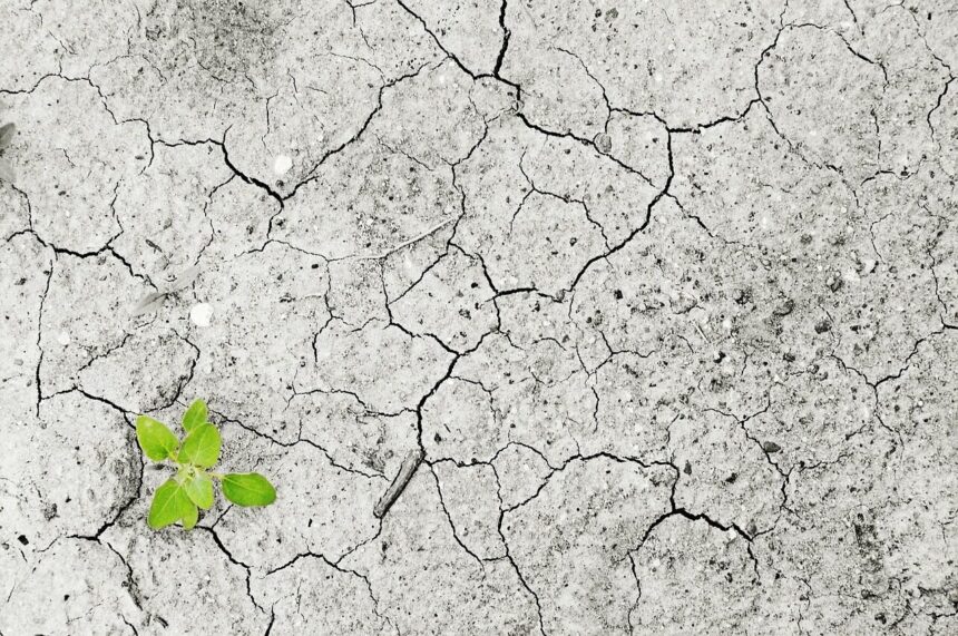 climate change, nature, climate, drought, dryness, dry period, lack of water, water, no, plant, green, life, vital force, environment, environmental pollution, earth, dry, sprout, empty, erosion, floor, soil erosion, soil destruction, monocultures, damage, hunger, famine, food shortage