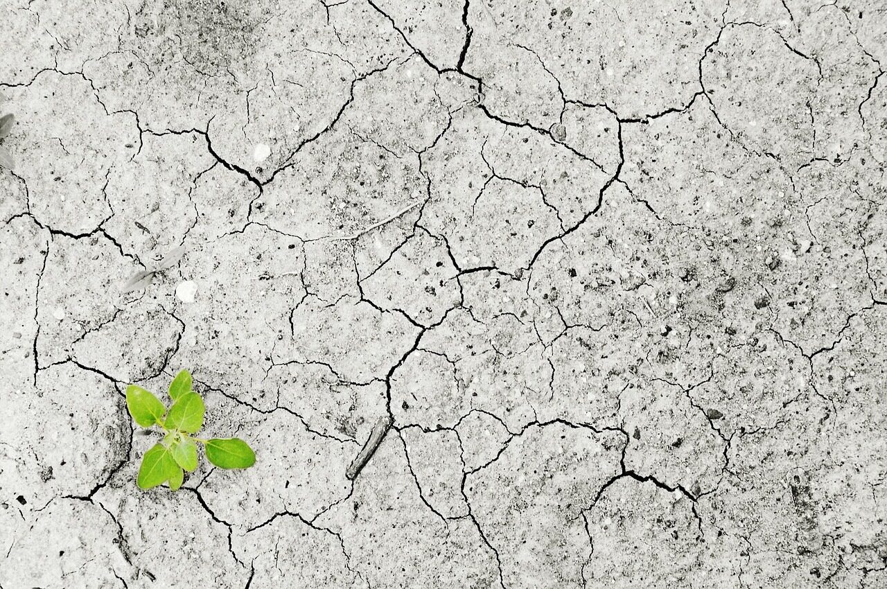 climate change, nature, climate, drought, dryness, dry period, lack of water, water, no, plant, green, life, vital force, environment, environmental pollution, earth, dry, sprout, empty, erosion, floor, soil erosion, soil destruction, monocultures, damage, hunger, famine, food shortage
