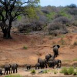 Tanzania East Africa landscape savanna plains blue sky economy development natural