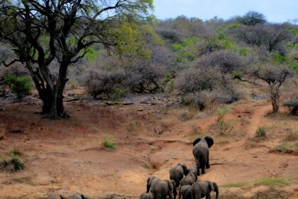 Tanzania East Africa landscape savanna plains blue sky economy development natural