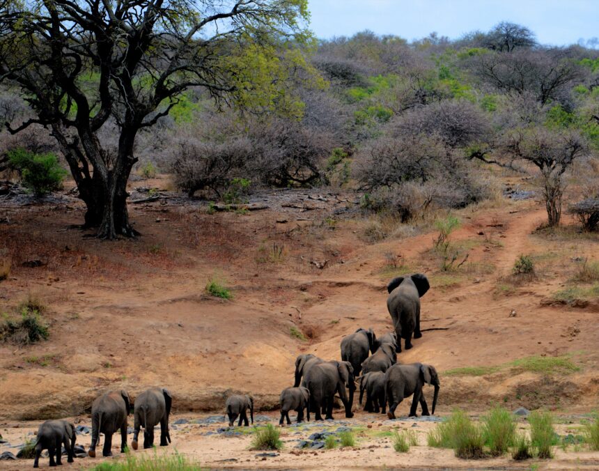 Tanzania East Africa landscape savanna plains blue sky economy development natural